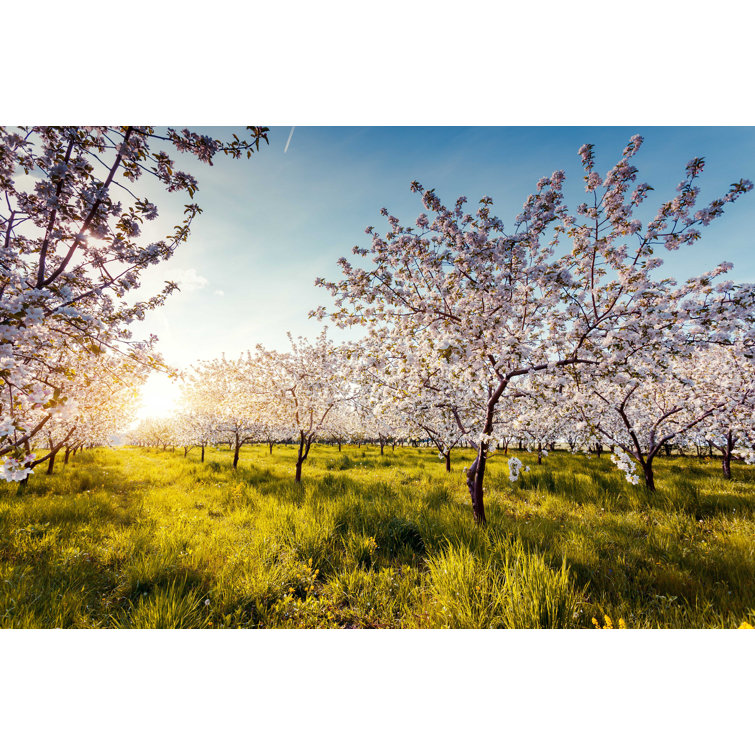 Ebern Designs Apple Tree Wrapped Canvas Photograph Wayfair